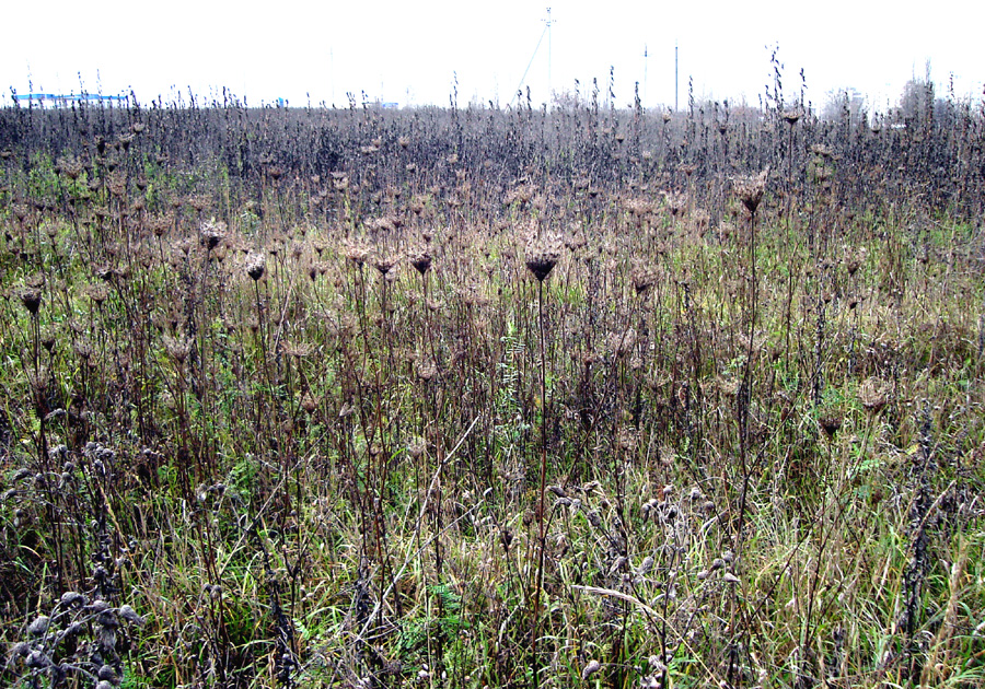 О зарастании земельного участка сорной растительностью на территории Ростовской области