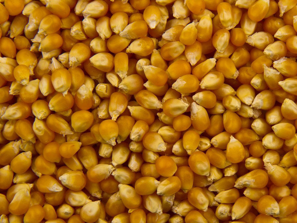 В Ростовской области Управлением Россельхознадзора выявлено несоблюдение требований при хранении семян местными предпринимателями