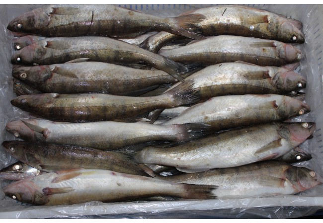 В Ростове-на-Дону предприниматель реализующий рыбную продукцию без ветеринарных документов привлечен к ответственности