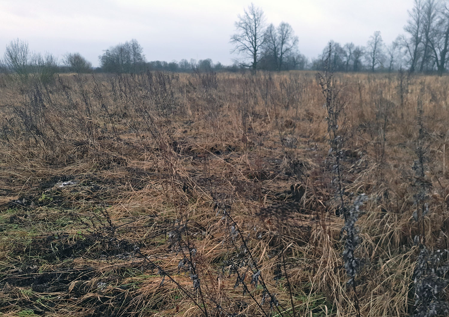 О зарастании участка сельскохозяйственного назначения сорной растительностью на территории Ростовской области