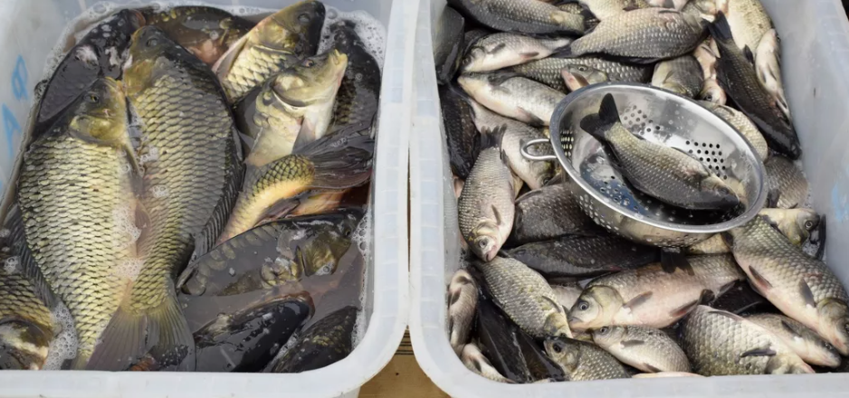 Рыбная продукция без ветеринарно-сопроводительных документов не допущена к реализации в Ростовской области