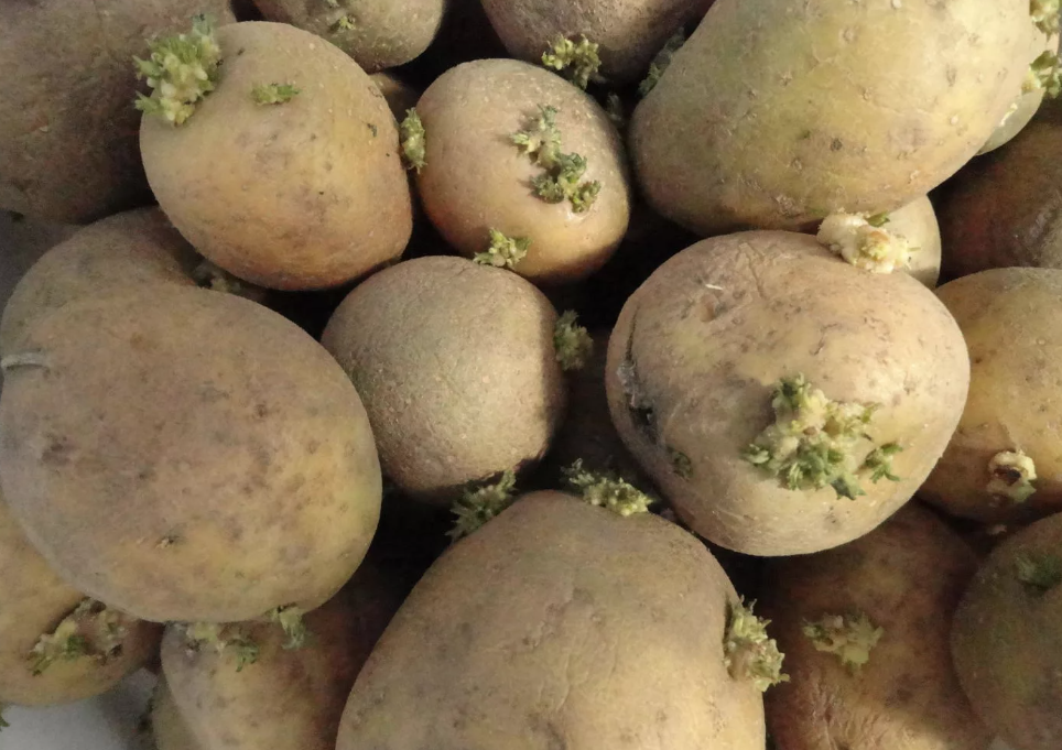 Управление Россельхознадзора разъясняет, что нужно знать при покупке семенного картофеля