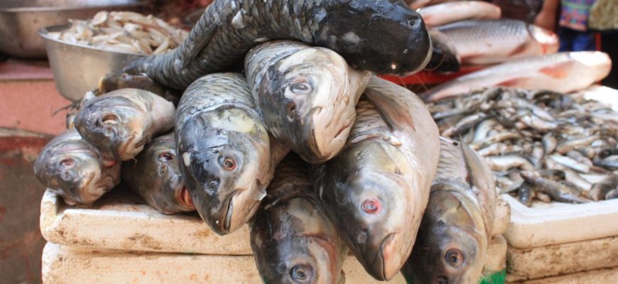 fish