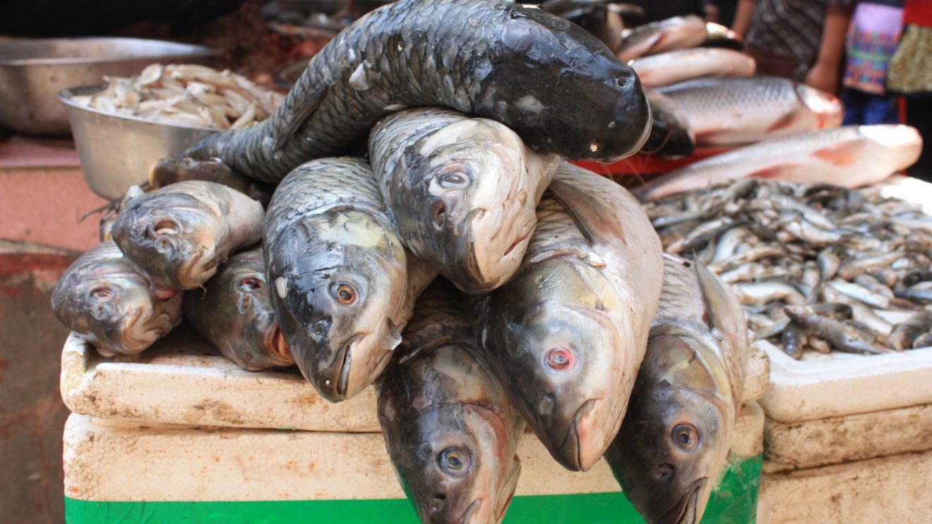 Оборот рыбной продукции без ветеринарно-сопроводительных документов пресечён инспекторами Россельхознадзора в Ростовской области﻿