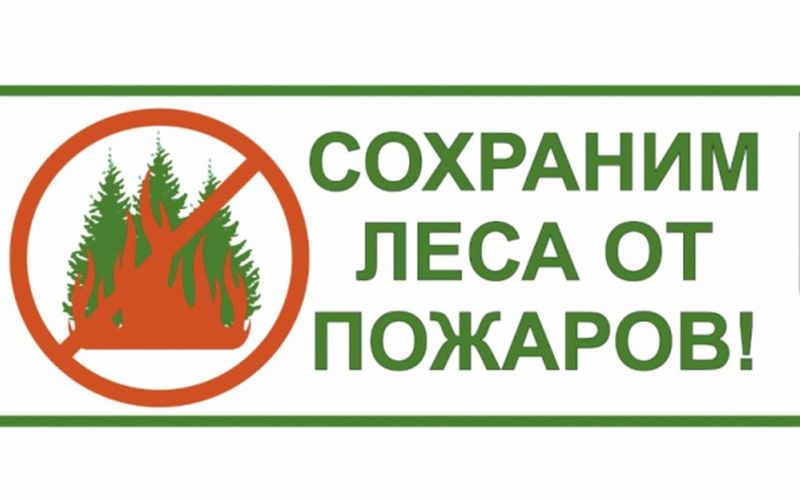 Введён режим ограничения пребывания граждан в лесах