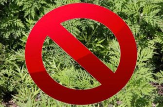 стоп амброзия