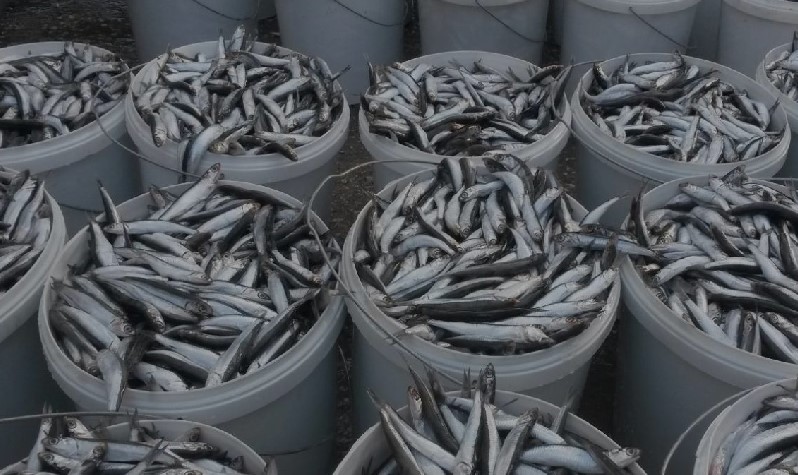 В Волгодонском районе пресечена транспортировка рыбной продукции без документов, подтверждающих качество и безопасность