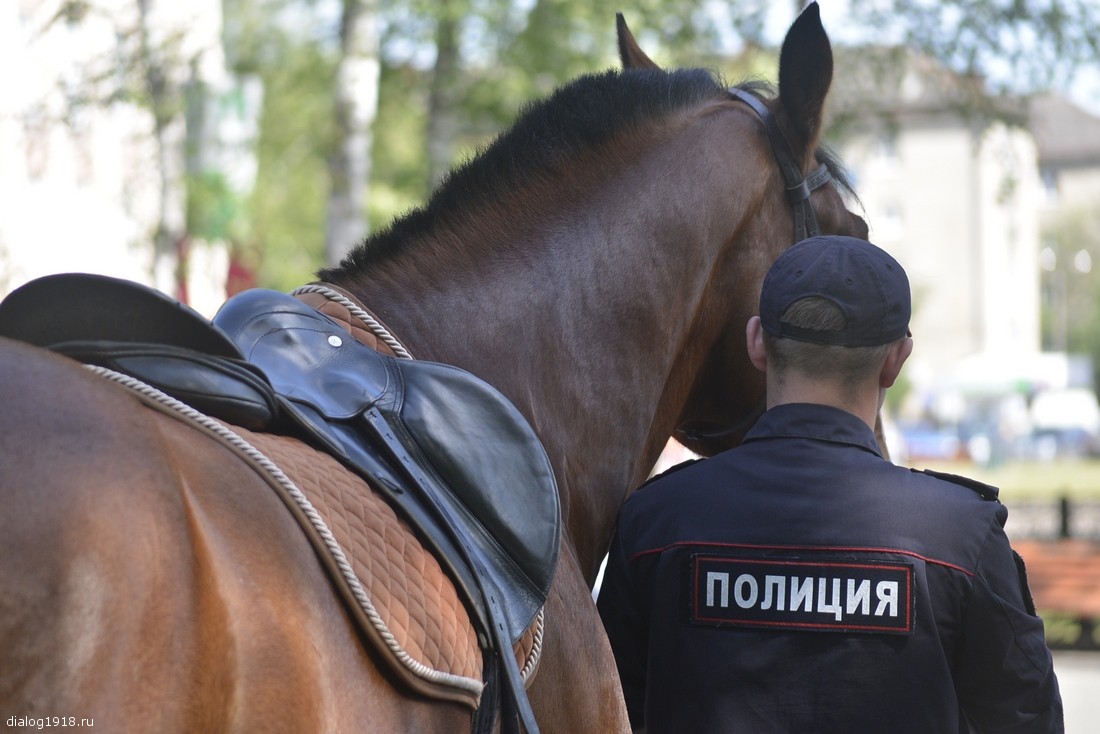 В связи с заменой служебных животных Межмуниципальное управление МВД России «Волгодонское» продает лошадей﻿