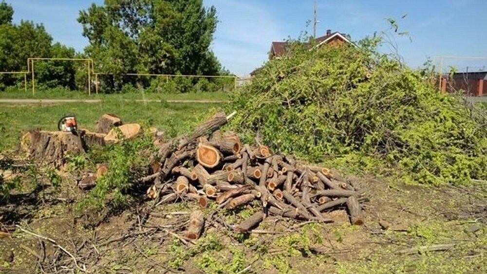 Разъяснение действий при наведении порядка (удаления поросли деревьев) на разросшихся участках лесополос, расположенных на землях сельскохозяйственного назначения