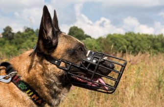 собака в наморднике