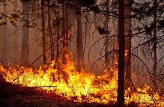 лесные пожары