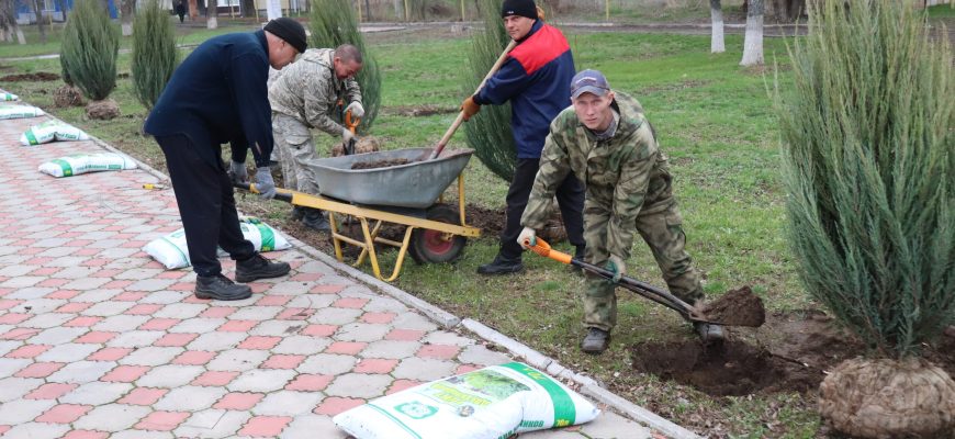 можжевельник