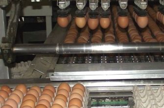 птицефабрика