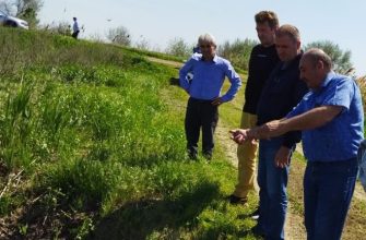 рисоводство