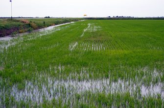 рисовое поле