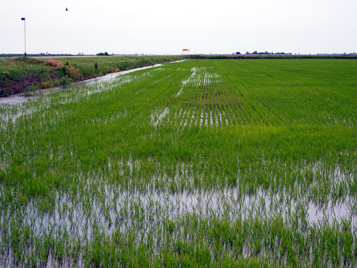 Плантации риса в Краснодарском крае