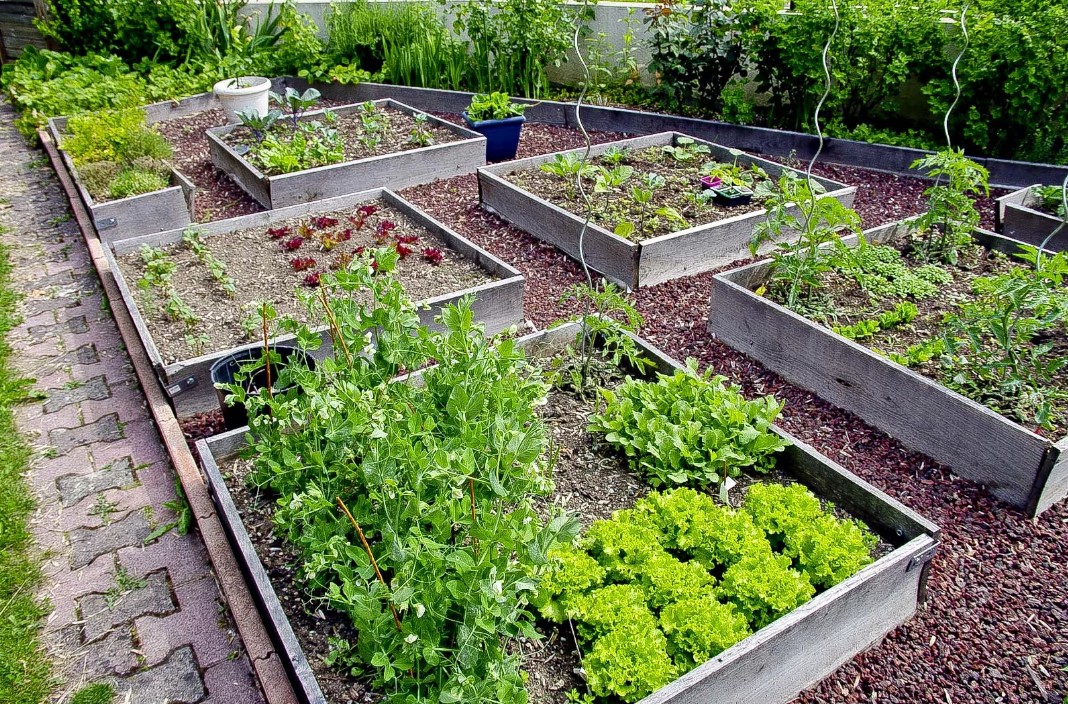 Огородные подсказки: приступаем к посевам овощей на освободившихся грядках