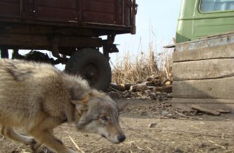 Волки