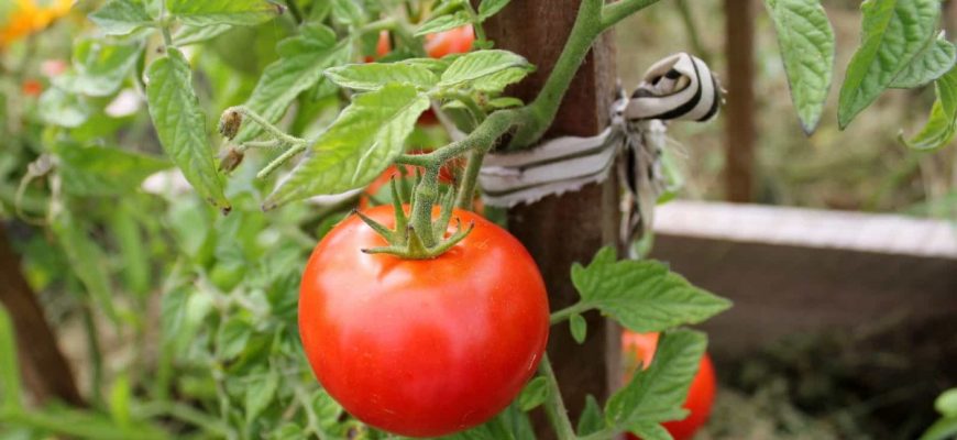 Podkormka-tomatov-narodnymi-sredstvami-v-otkrytom-grunte-1