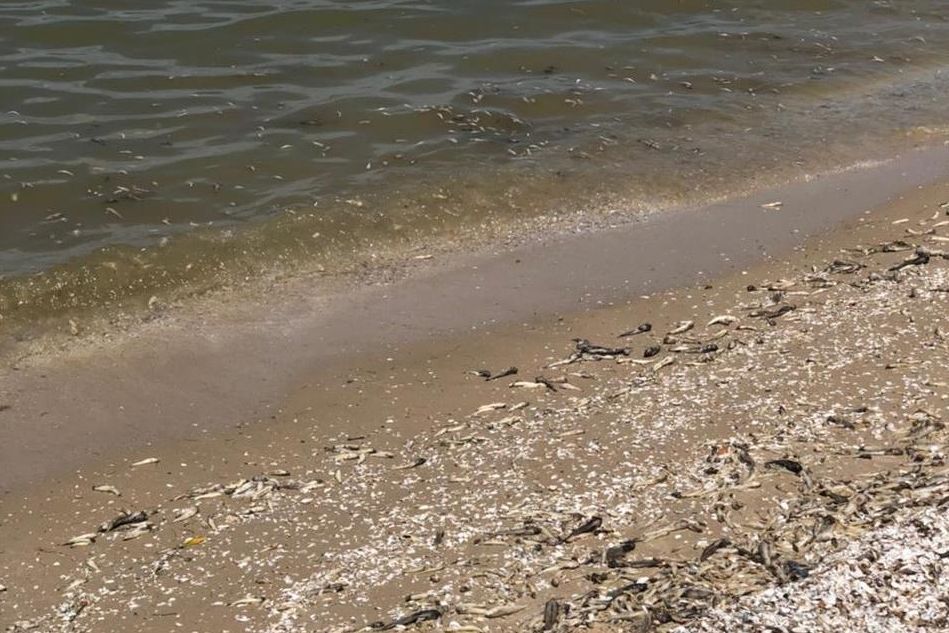 Причиной гибели рыбы в Цимлянском водохранилище стал недостаток кислорода
