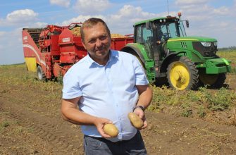 uborka-kartofelya-_1_