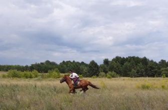 Kon-kazaku-vsego-dorozhe