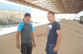 ток грачики