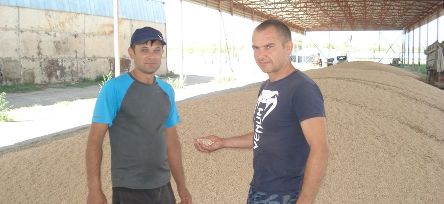 ток грачики