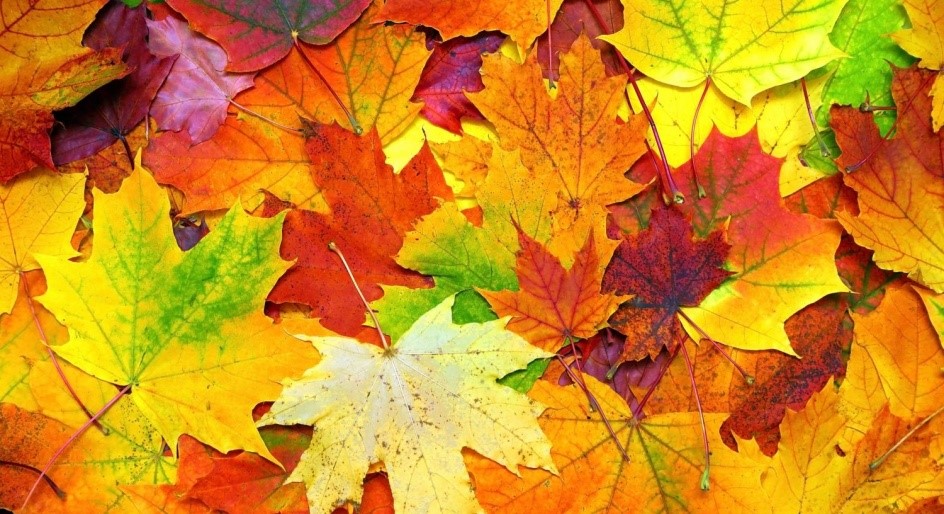 Почему одни листья осенью желтеют, а другие — краснеют?