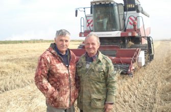 слева ярута справа муравьев