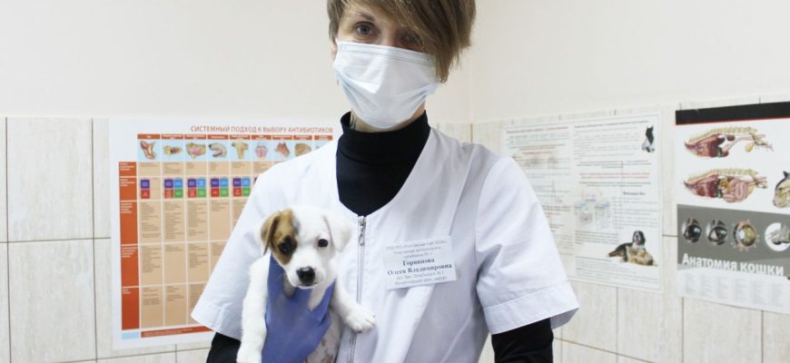 sterilizatsiya