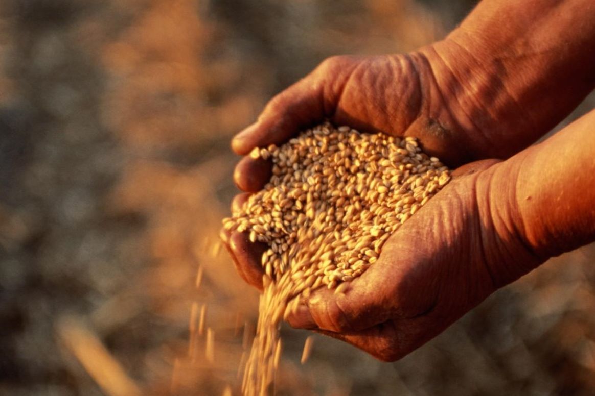 Ростовская область наращивает урожай зерновых культур