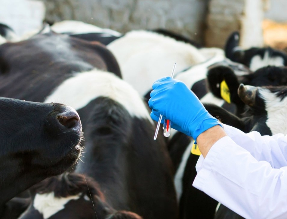 Ветеринары Волгодонского района проводят исследования по выявлению заболеваний крупного и мелкого рогатого скота