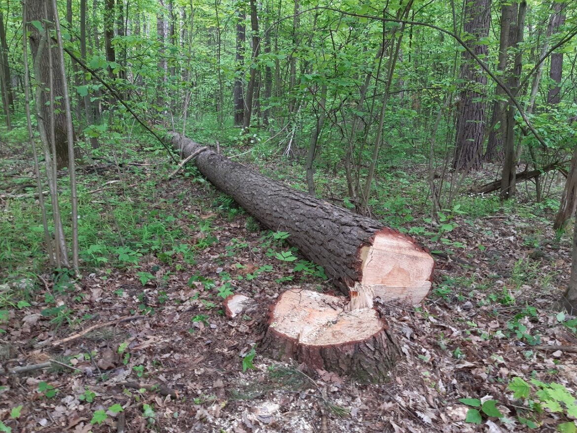 Администрация Волгодонского района напоминает: незаконная вырубка защитных лесных насаждений ведет к уголовной ответственности