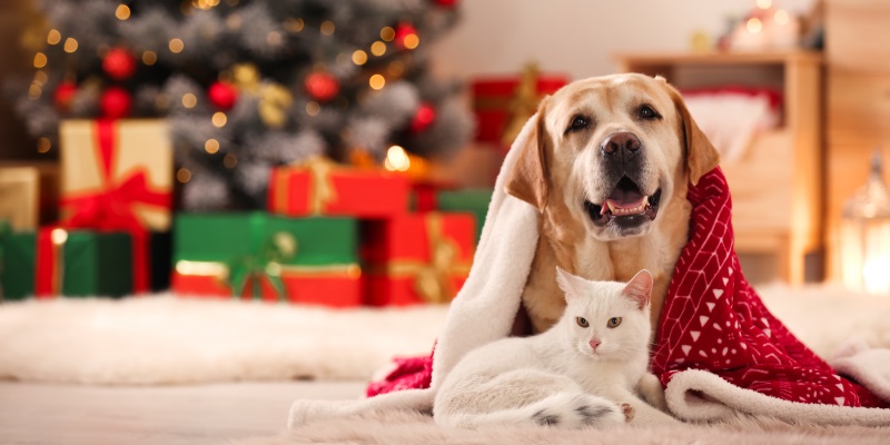 Ветеринар рассказала, чем опасно празднование Нового года для домашних животных