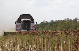 uborka-maslichnykh