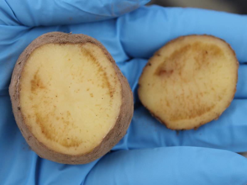 Управление Россельхознадзора информирует — возбудитель полосатости чипсов картофеля (зебра чип)