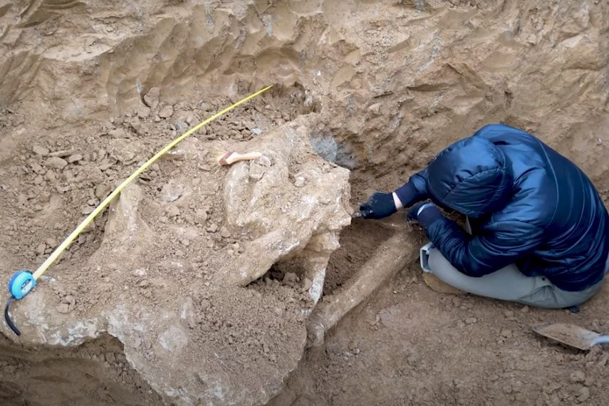 В Азовском историко-археологическом и палеонтологическом музее-заповеднике ведутся работы по препаровке нового экспоната – черепа ископаемого слона