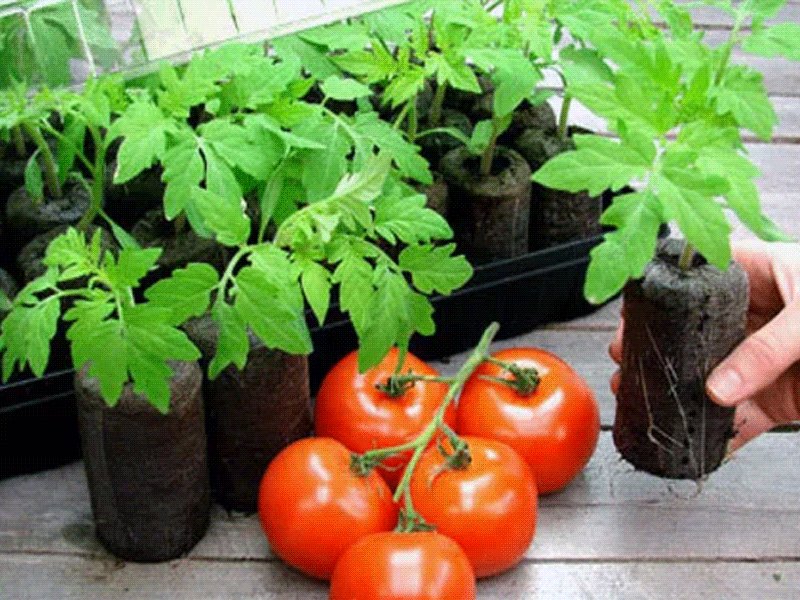 Как получить здоровую рассаду томатов