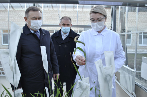 Государственную поддержку элитного семеноводства в Ростовской области увеличили на 10%