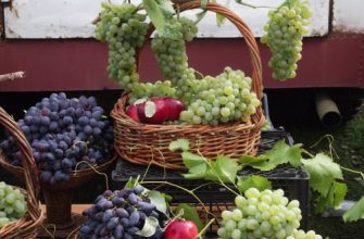 виноградарство