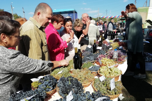 В Ростовской области будут проводить специализированные винодельческие ярмарки