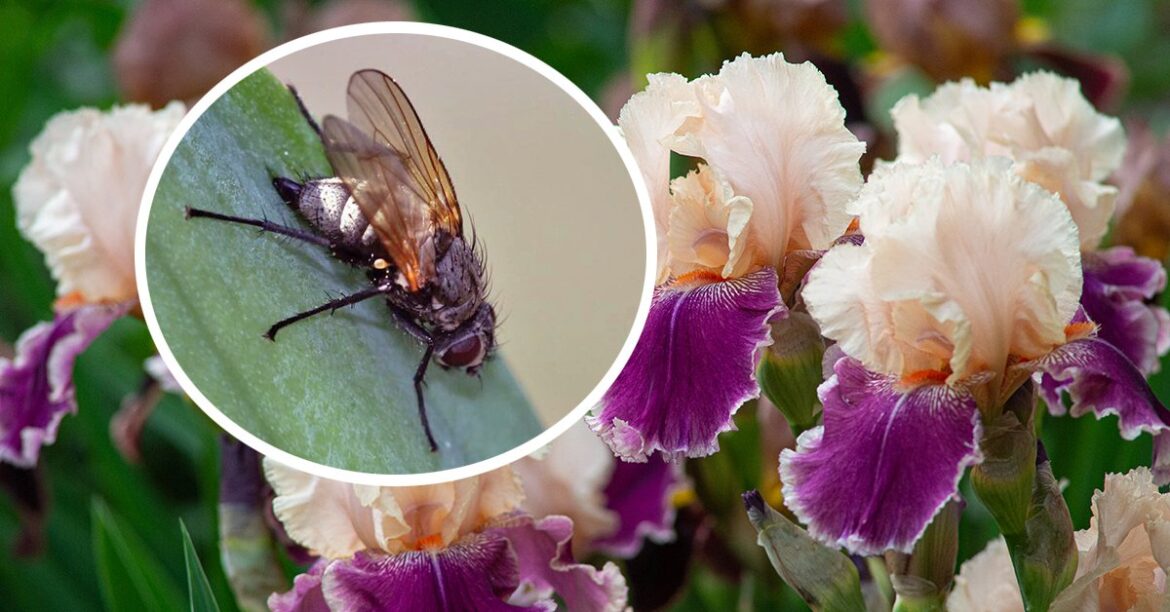 Советы владельцам дачных участков: защита цветников от ирисовой мухи