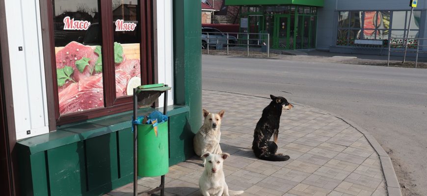 дворняжки