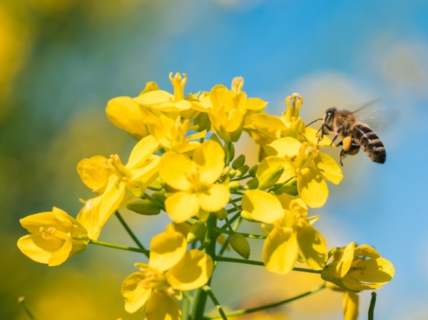 В Россельхозцентре рассказали о безопасности пасек при применении пестицидов
