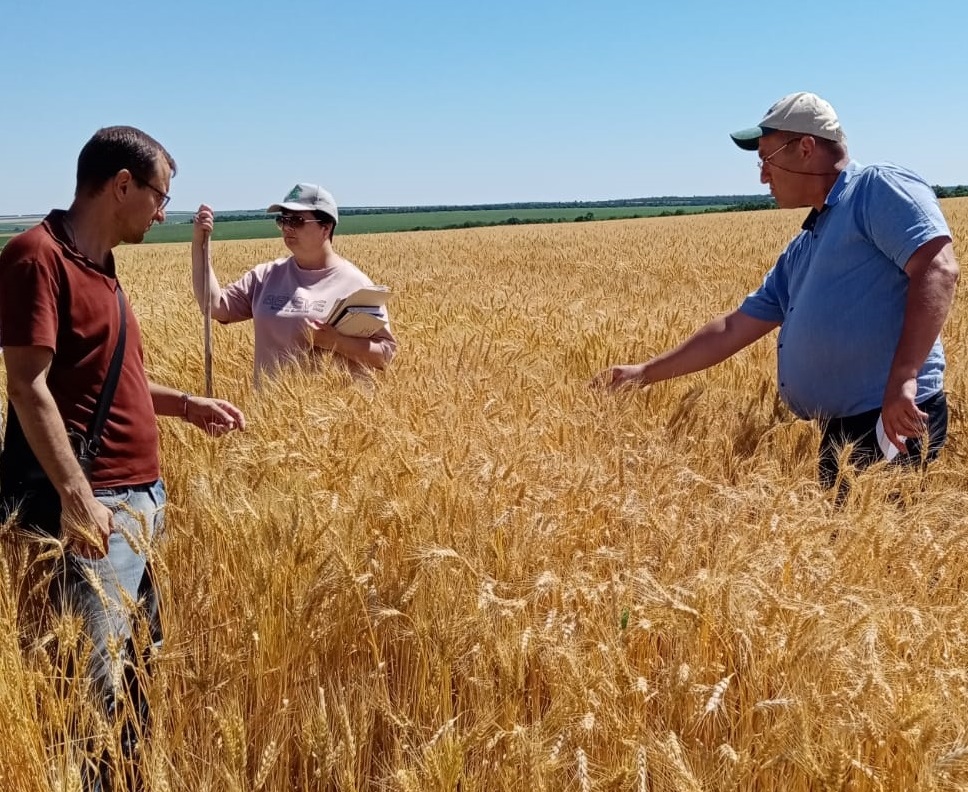 Апробацию семенных посевов в Ростовской области будут проводить по-новому