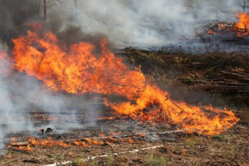 В донском регионе  запрещено выжигать сухую растительность