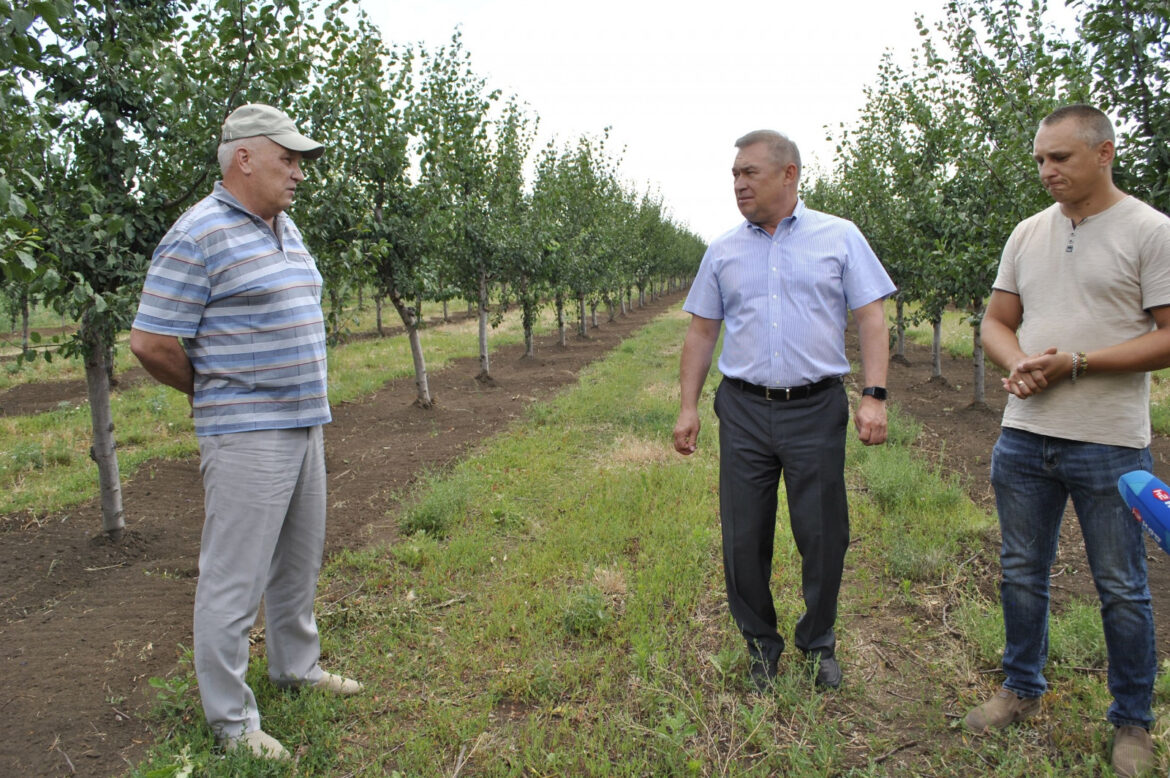 В Ростовской области в 2022 году планируют высадить 200 гектаров новых садов