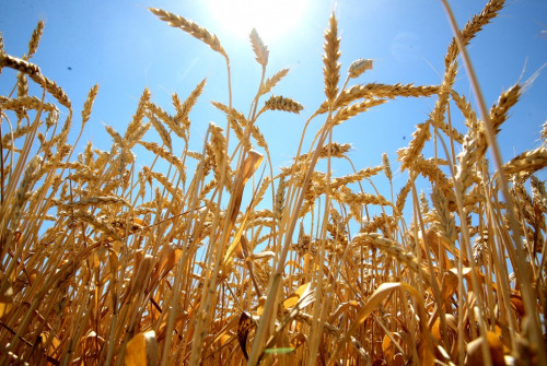 Хлеборобы Ростовской области собрали рекордный урожай ранних зерновых