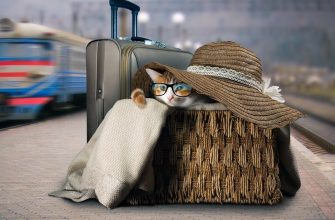 кот